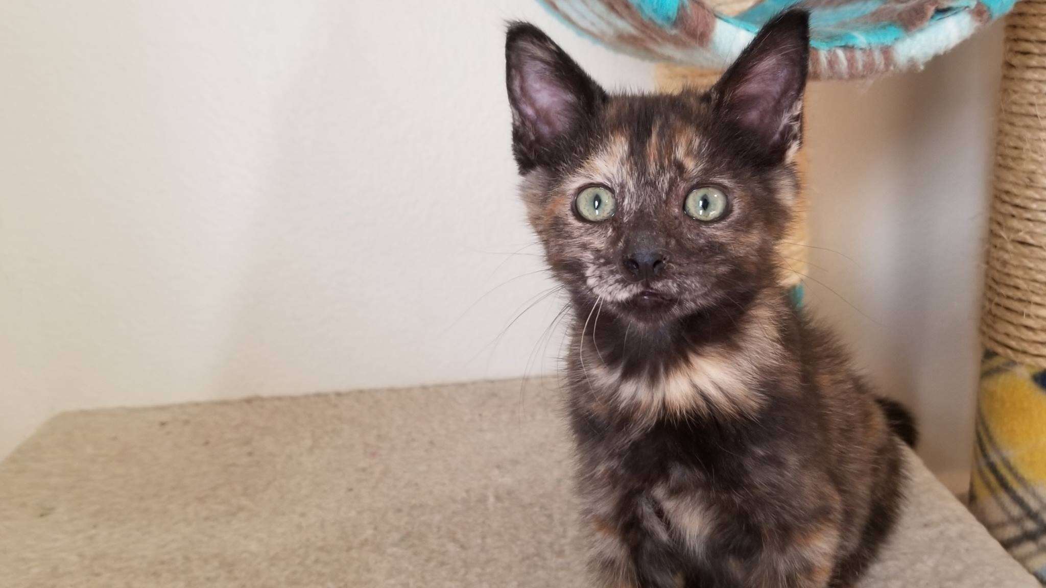 Kitten sitting on cat tree