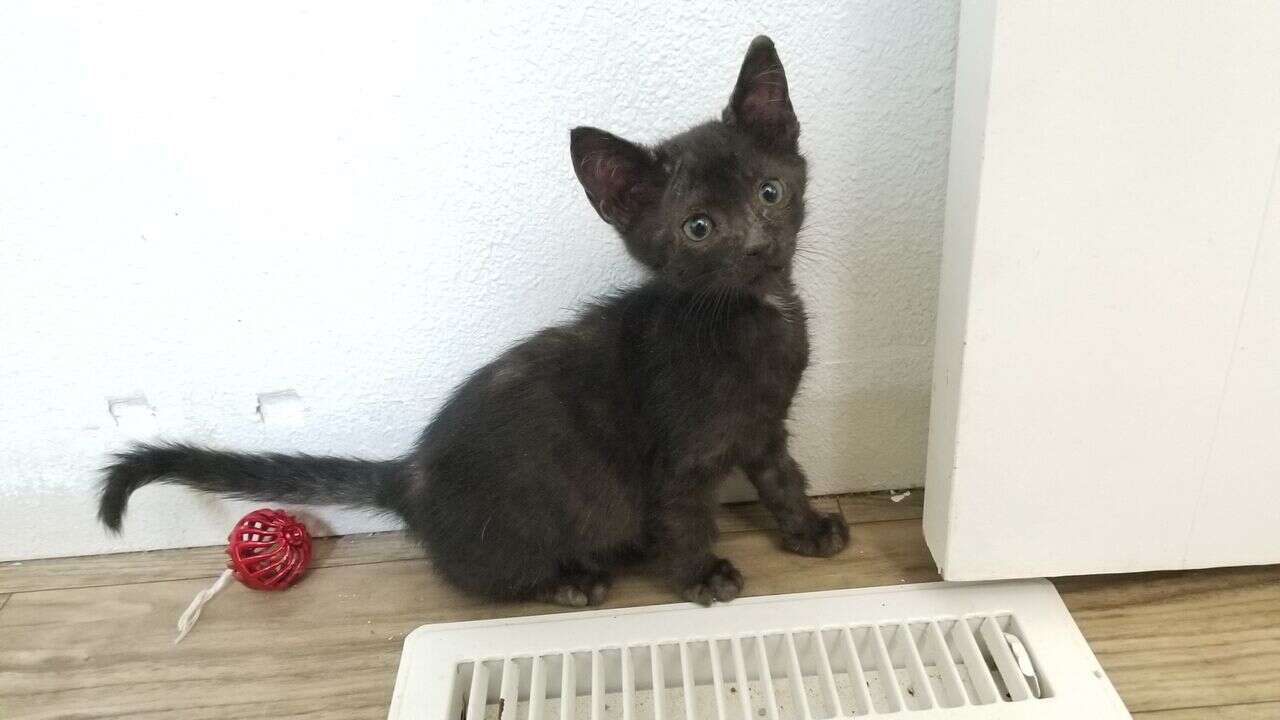 Kitten sitting on top of carrier