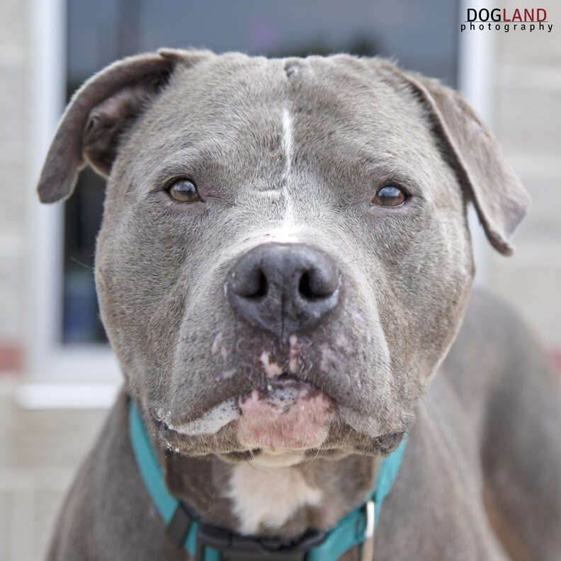 Dog Was Passed By At Indiana Adoption Event Because He Was Too Quiet ...