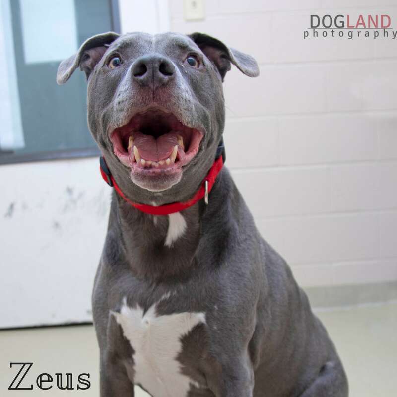 King Zeus the shelter dog looks for a forever family