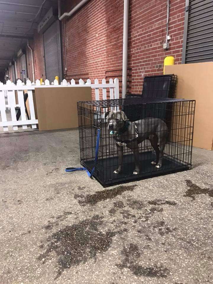 King Zeus waits alone at the Indy Mega Adoption Event