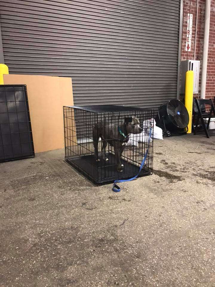 A pit bull waits at adoption event in his cage