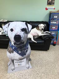 scared dog needs a home
