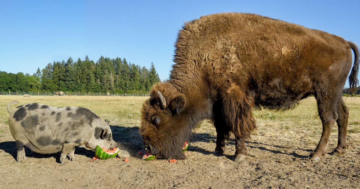 This Blind Buffalo�s Bodyguard Is A Loyal Pig Videos