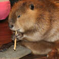 Rescue Beaver Loves Building Dams In His House 
