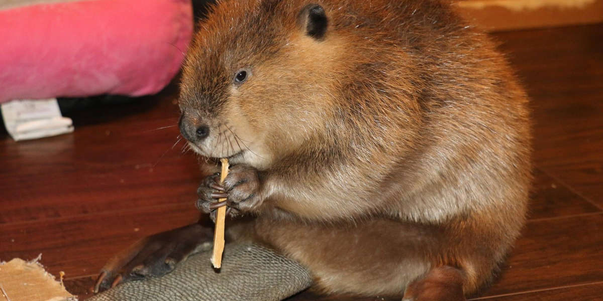 Rescue Beaver Loves Building Dams In His House - Videos - The Dodo