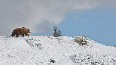 Rescued circus bear enjoys first snow