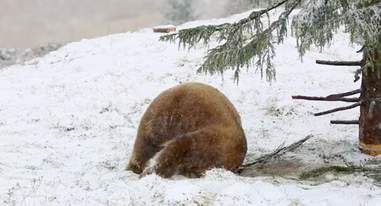 Rescued circus bear enjoy first snow