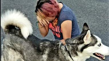 Stolen husky reuniting with owner