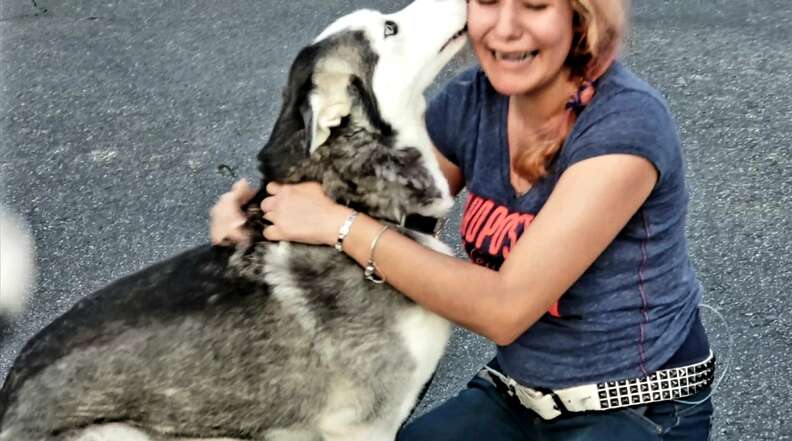 Husky reuniting with owner