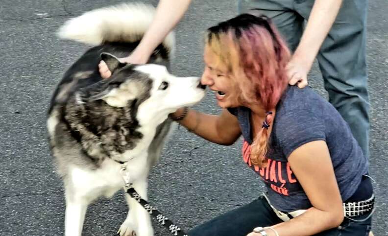 Stolen husky reuniting with owner