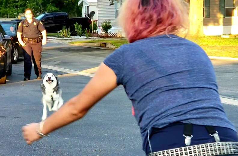 Husky reuniting with owner