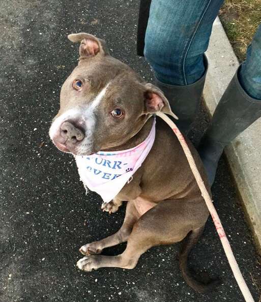Pit bull looking for a forever home