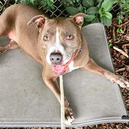 Smiling pit bull lying on mat on ground