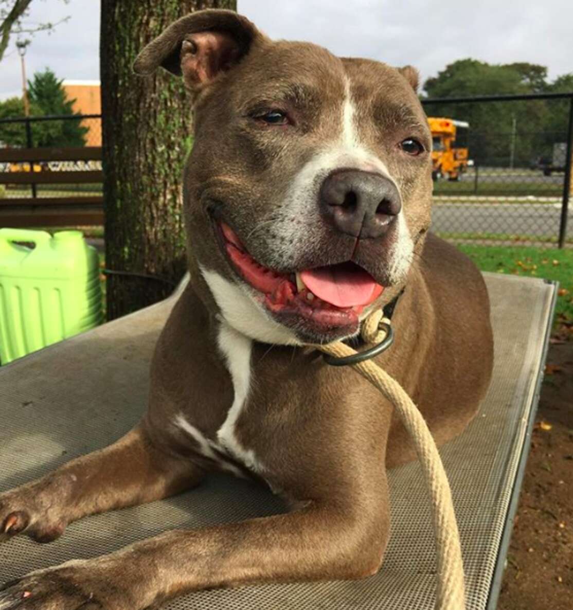 Pit Bull Can’t Find A Home Because She’s Afraid Of Strangers - The Dodo