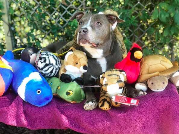 Dog with several dog toys