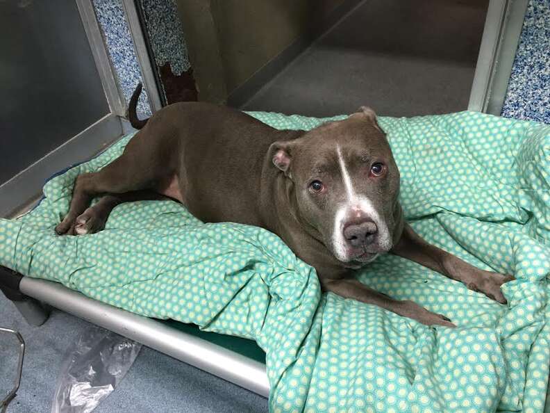 Pit bull lying on blankets in kennel
