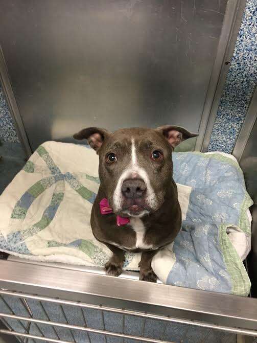 Pit bull dog sitting in shelter kennel