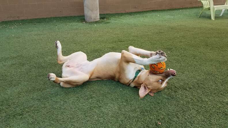 Binx, a husky mix, returned to Arizona shelter for good behavior