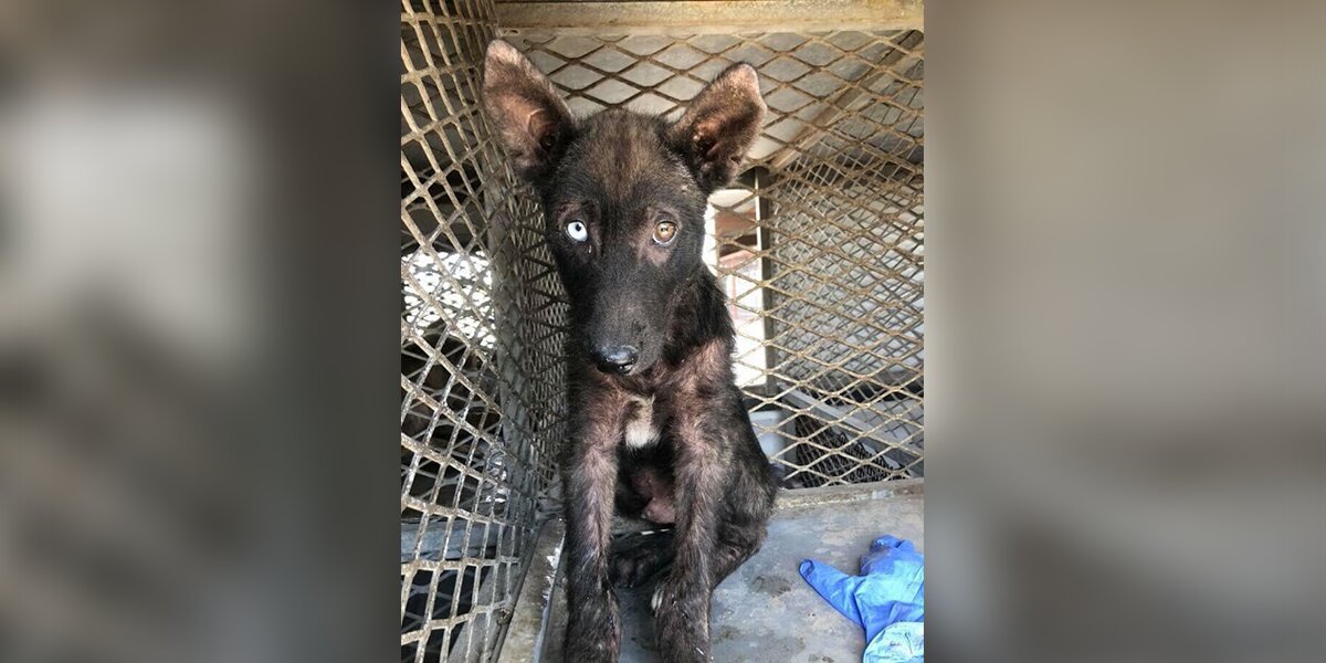 Sick And Scared German Shepherd Makes Amazing Transformation - The Dodo