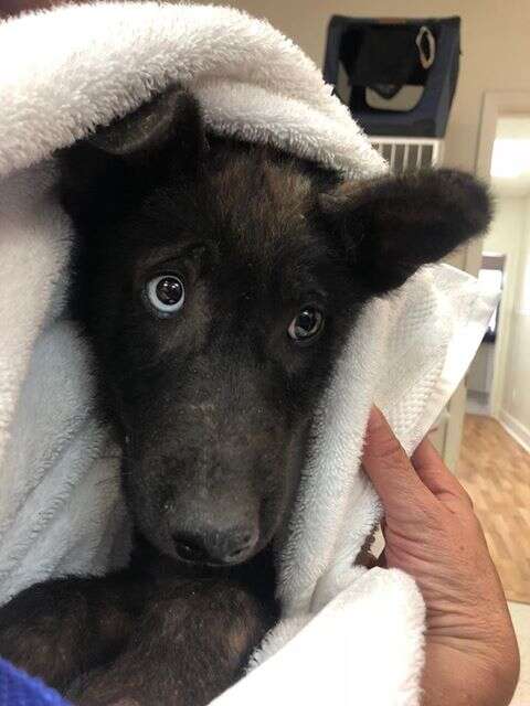 Dog with sad eyes wrapped up in blanket