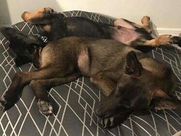 German shepherds lying on bed together