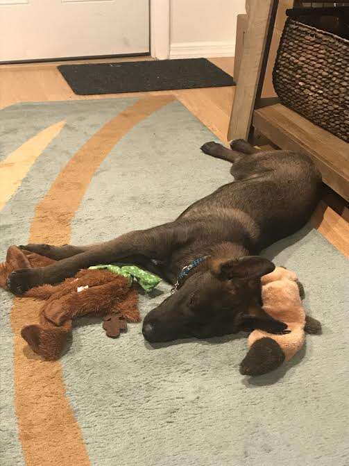 Dog lying on floor with toys