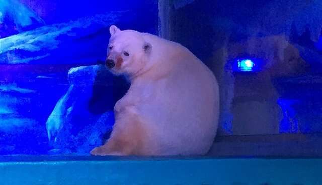 Polar bear in tin zoo tank