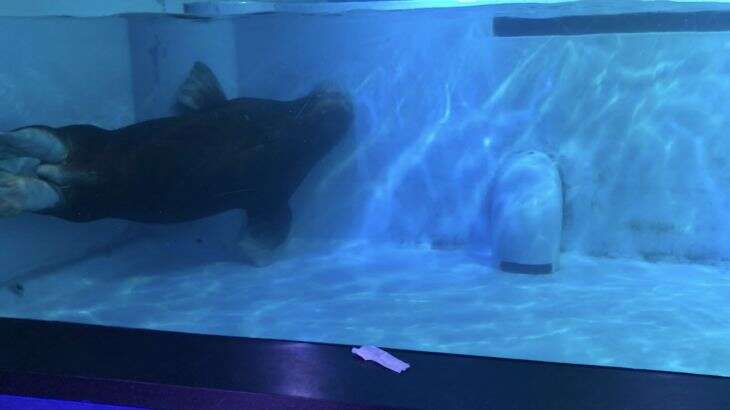 Walrus using pool wall to turn in tank