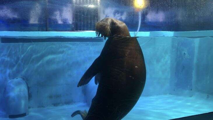Walrus inside tank at aquarium
