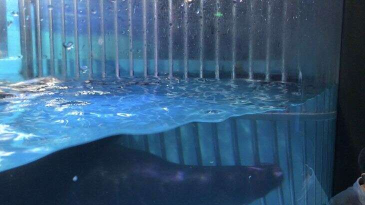 Sea lion inside tiny tank