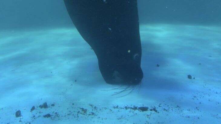 Sea lion biting at floor of tank
