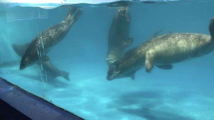 Spotted seals inside tiny tank