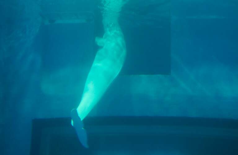 Beluga whale inside tiny tank