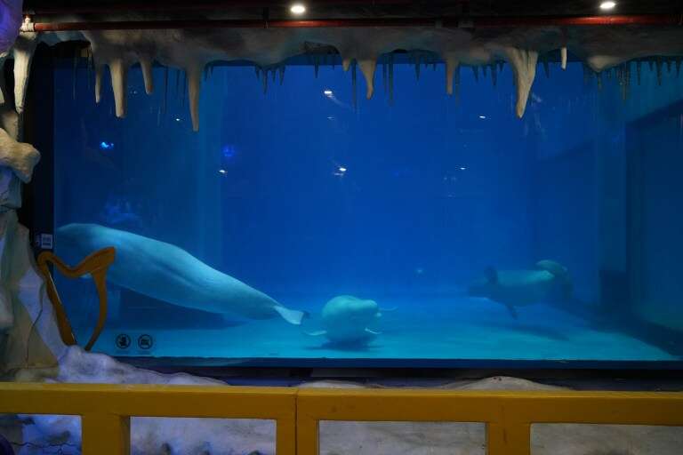 Captive belugas in tiny tank