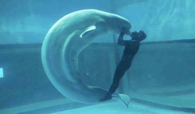 Beluga being forced to perform at aquarium