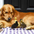 Dog Is Mom To A Family Of Ducklings