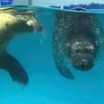 Seals squinting in poor water quality of tank