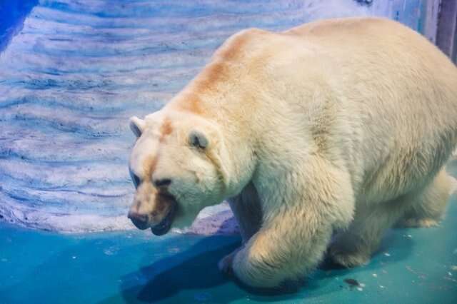 Polar bear in tiny tank at zoo