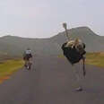 Guy Films Ostrich Chasing Bikers