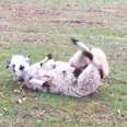 Frolicking Rescue Sheep Is So Happy