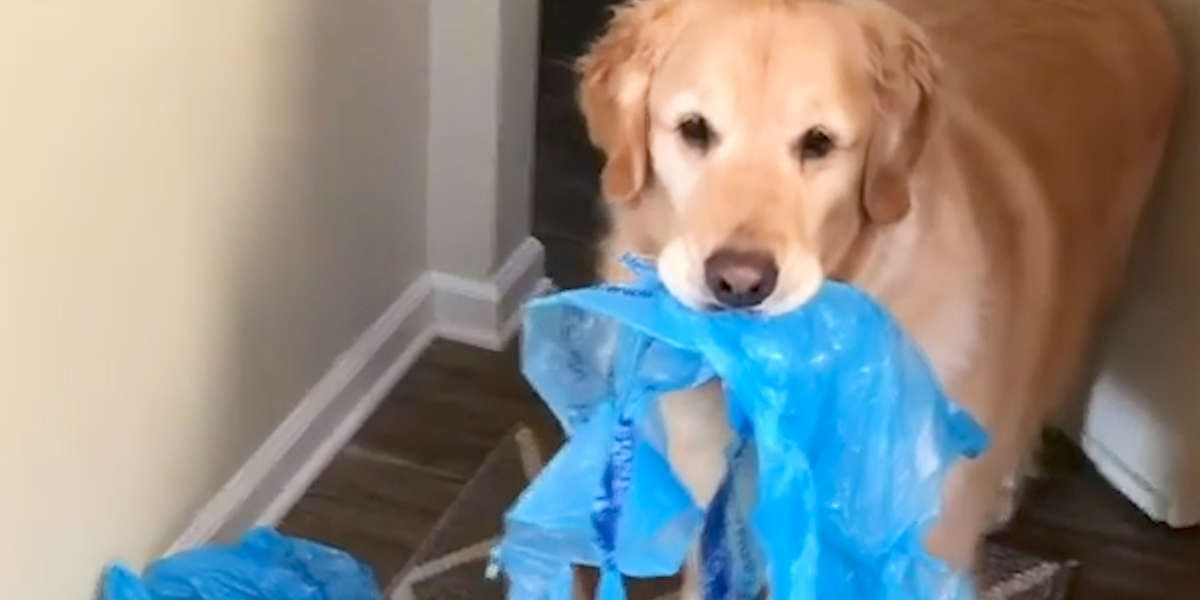 This Dog Steals Everything In Sight Videos The Dodo