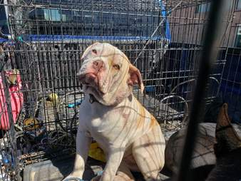animal control officer adopts dog he rescued