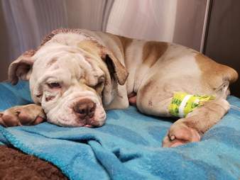 animal control officer adopts dog he rescued
