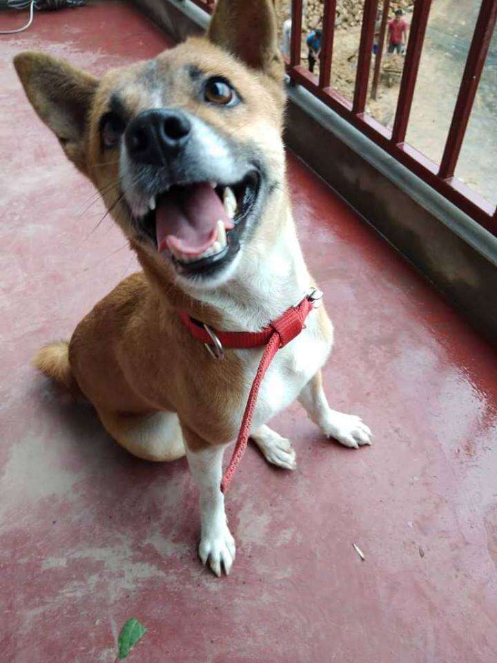 Rescued dog with smiling face