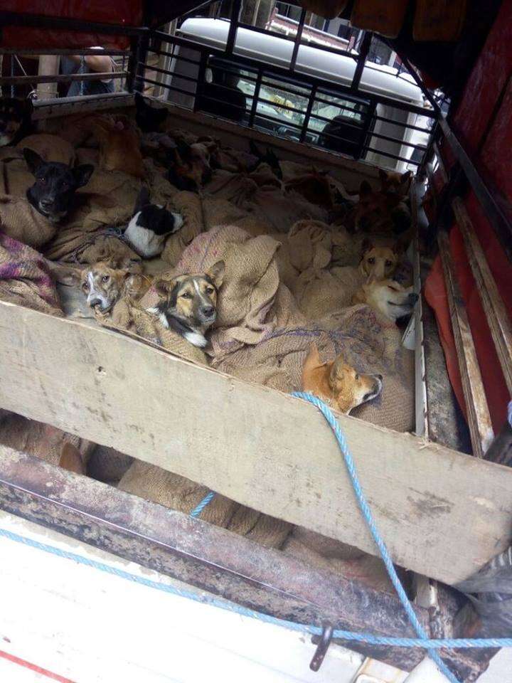 Dogs tied up in bags, headed for the slaughterhouse
