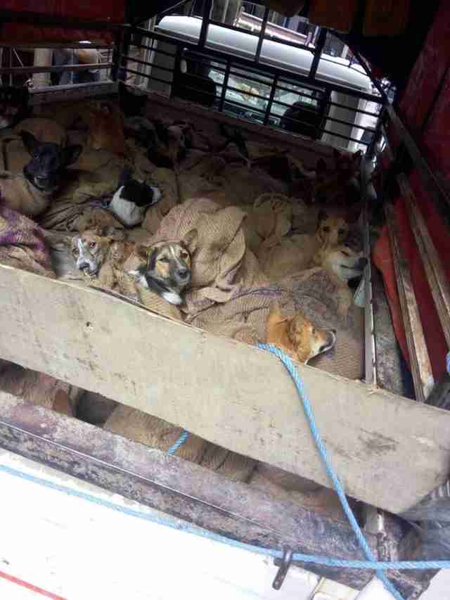 Dogs tied up in bags, headed for the slaughterhouse