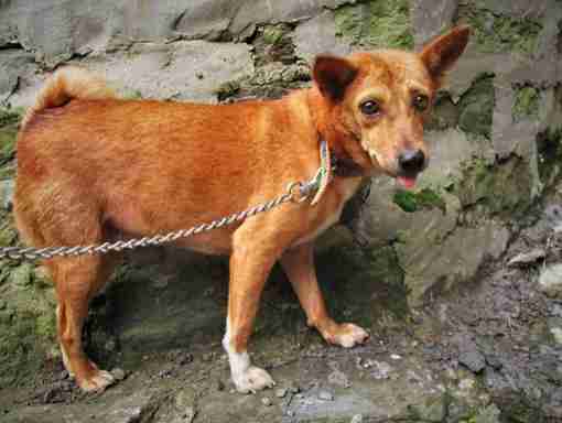 Older dog with dog sticking out