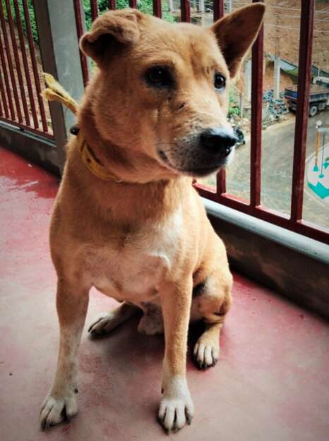 Rescue dog sitting on concrete balcony