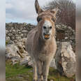 Donkey With A Golden Voice Sings To The Man Who Always Brings Her Treats